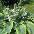 Hosta siebold